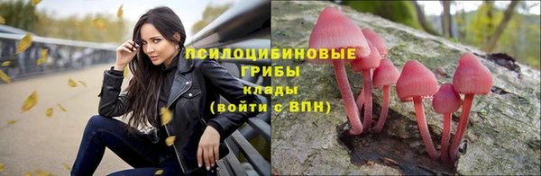 прущие грибы Абинск